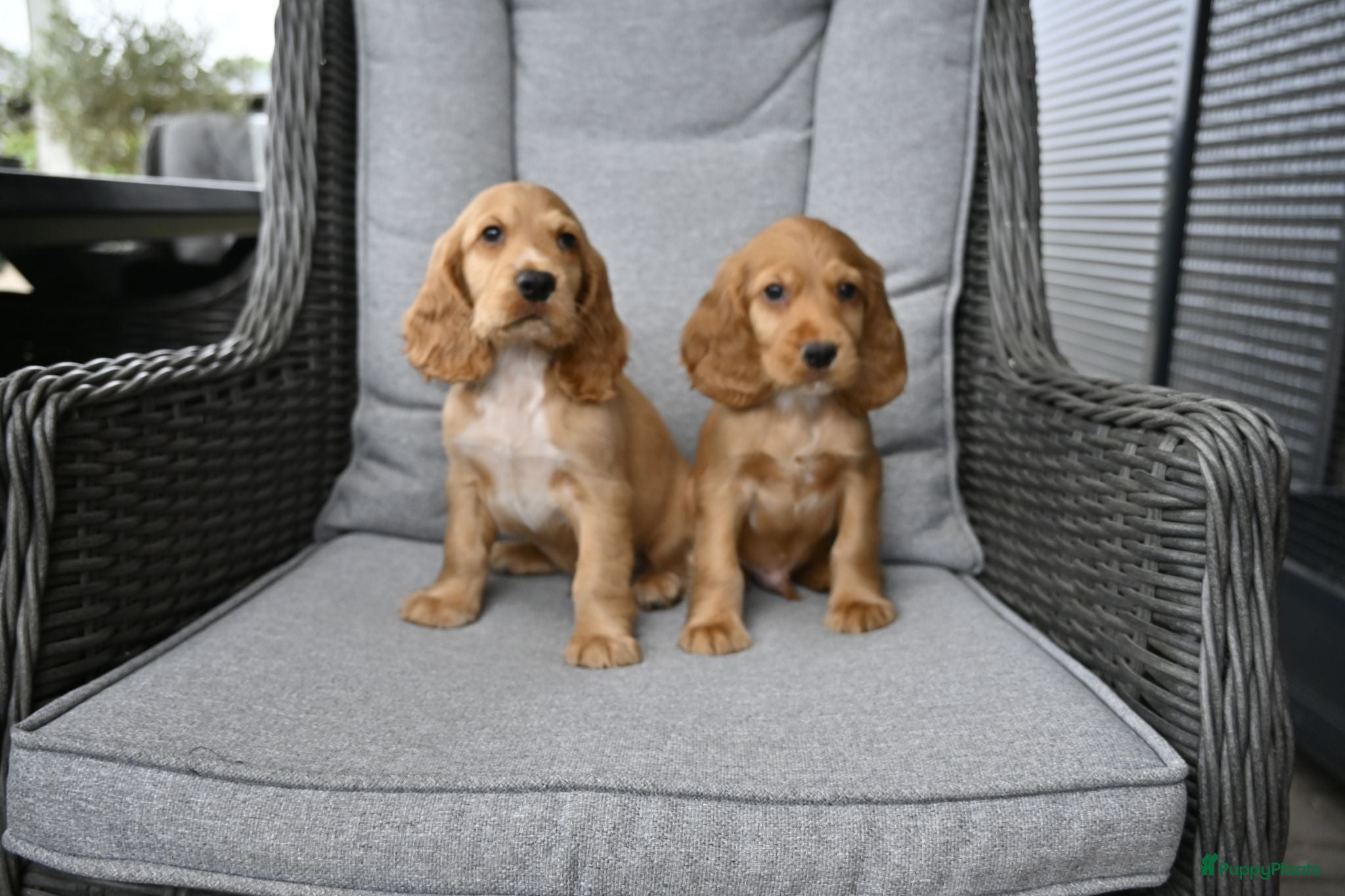 Engelse Cocker Spaniel honden Engelse Cocker Spaniel pups - Advertentie 1