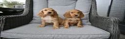 Engelse Cocker Spaniel honden te koop: Engelse Cocker Spaniel pups - Advertentie 1