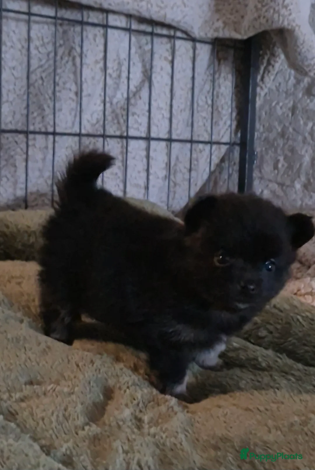 Pomchi honden te koop: Knappe reu - Advertentie 3