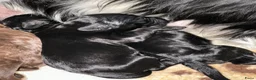 Kruising honden te koop: Nestje met Sproodle / Springerdoodle pups  - Advertentie 9