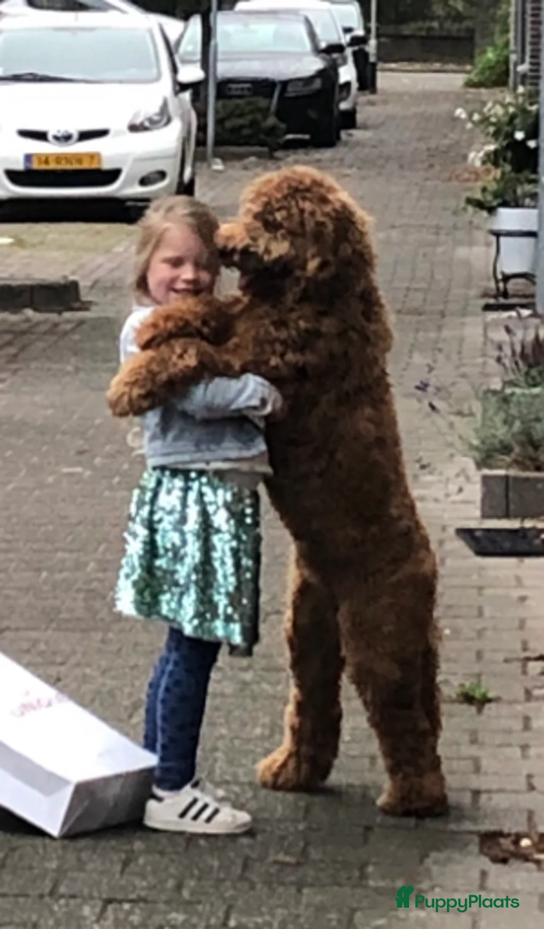 Labradoodle honden ter dekking: KNAPPE HALF AUSTRALIAN LABRADOODLE DEKREU PUK in Breda - Advertentie 8