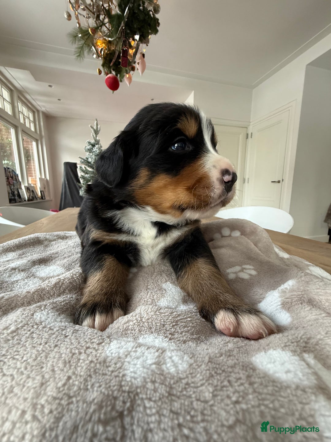 Berner Sennenhond honden te koop: Berner Sennen puppy's zoeken een liefdevol huis - Advertentie 16