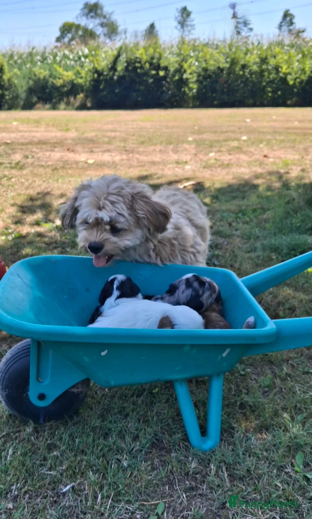 Kruising honden te koop: Boomer puppies in Son - Advertentie 2