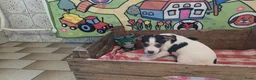 Boerenfox honden te koop: Boerenfox pups raszuiver - Advertentie 3