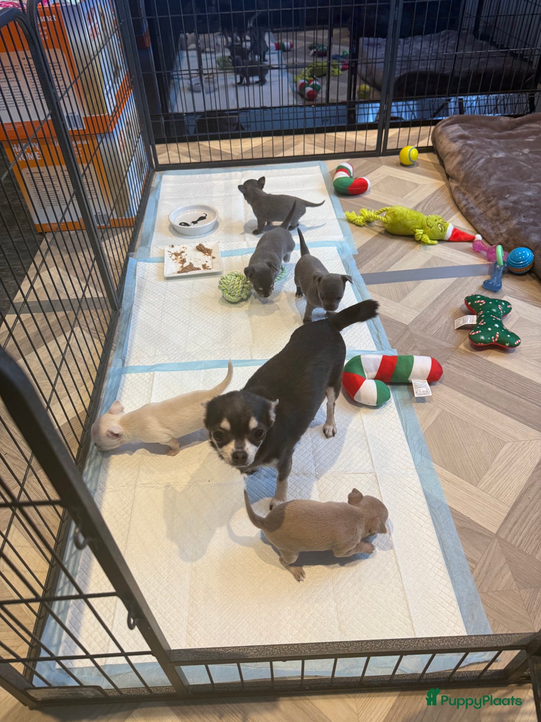Chihuahua honden te koop: Te koop chihuahua pups - Advertentie 10