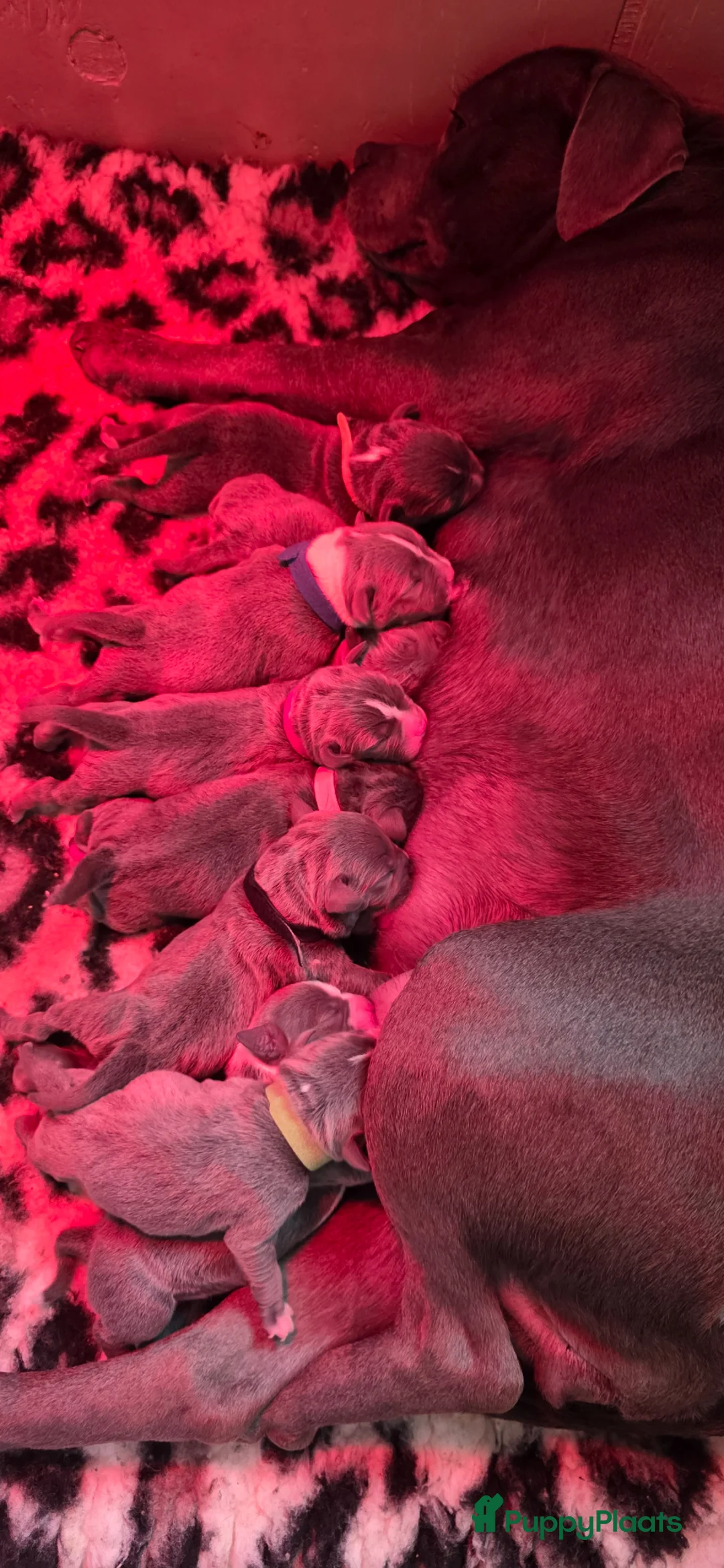 Engelse Stafford honden te koop: Engelse stafford Fci stamboom  - Advertentie 6