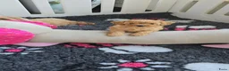 Maltipoo honden te koop: Mooie Maltipoo Pups puppies ( toy poedel ) - Advertentie 28
