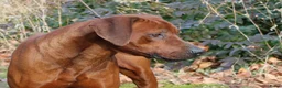 Rhodesian Ridgeback honden te koop: Rhodesian Ridgeback pups met stamboom in Weert - Advertentie 1
