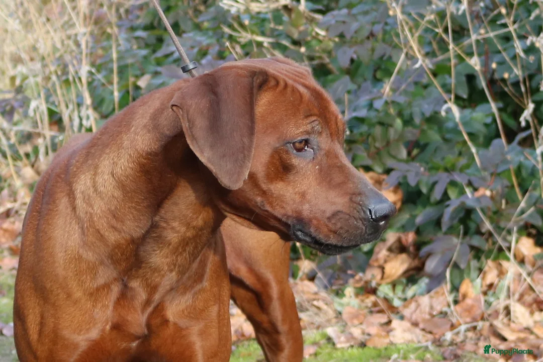 Rhodesian Ridgeback honden te koop: Rhodesian Ridgeback pups met stamboom in Weert - Advertentie 1