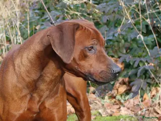 Rhodesian Ridgeback honden Rhodesian Ridgeback pups met stamboom in Weert - Advertentie 5