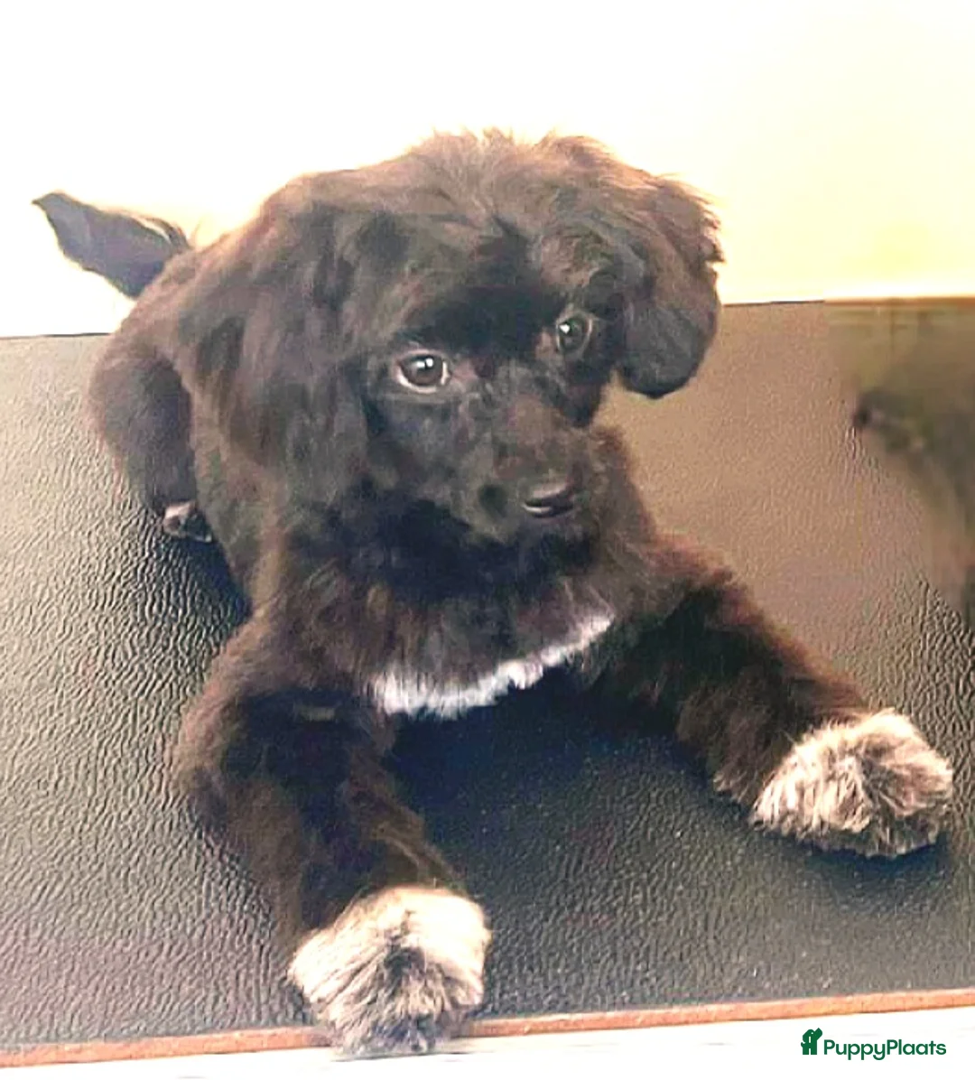 Kruising honden te koop: Zeer kleine waterhond - Advertentie 7