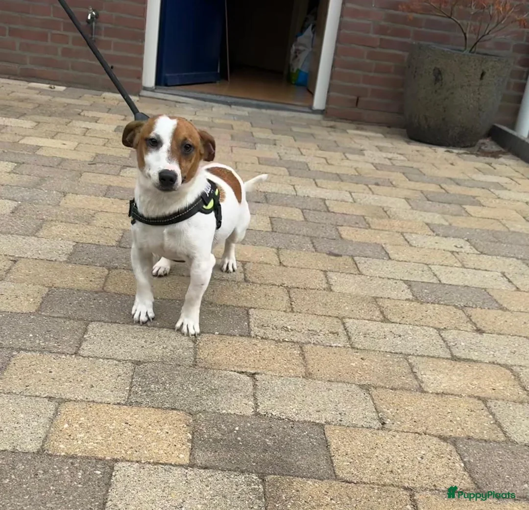 Jack Russel Terriër honden te koop: Jackrussel puppy’s  - Advertentie 10