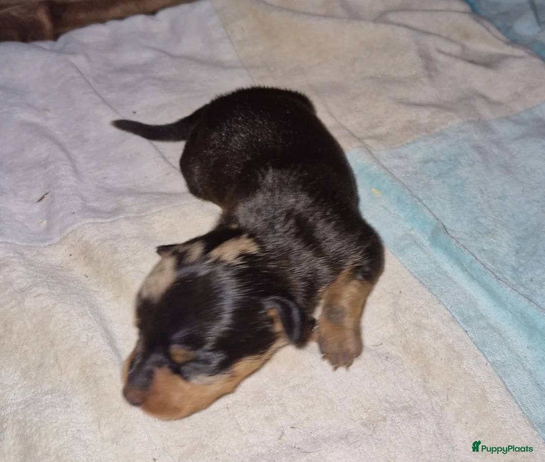Dwergpinscher honden te koop: Dwergpinschers puppy's  - Advertentie 7