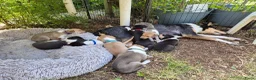 Schotse Herdershond korthaar honden te koop: Schotse herdershond korthaar pups - Advertentie 25
