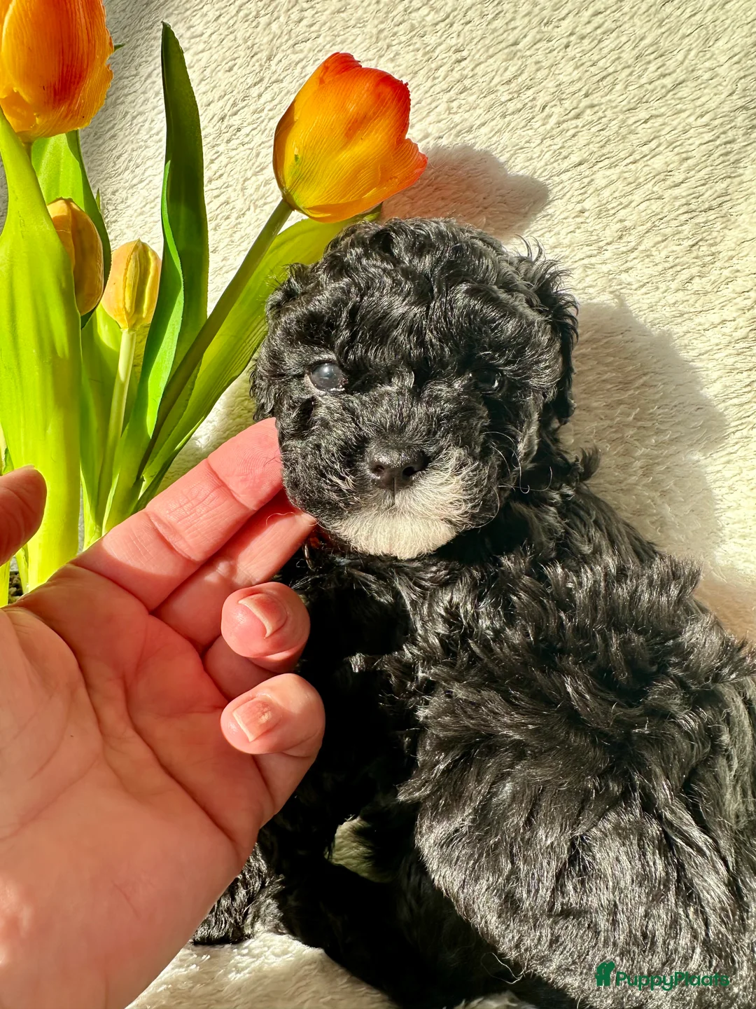 Poedel Toy honden te koop: Toypoedel pups (mini toypoedel) toypoodle puppy’s  - Advertentie 5