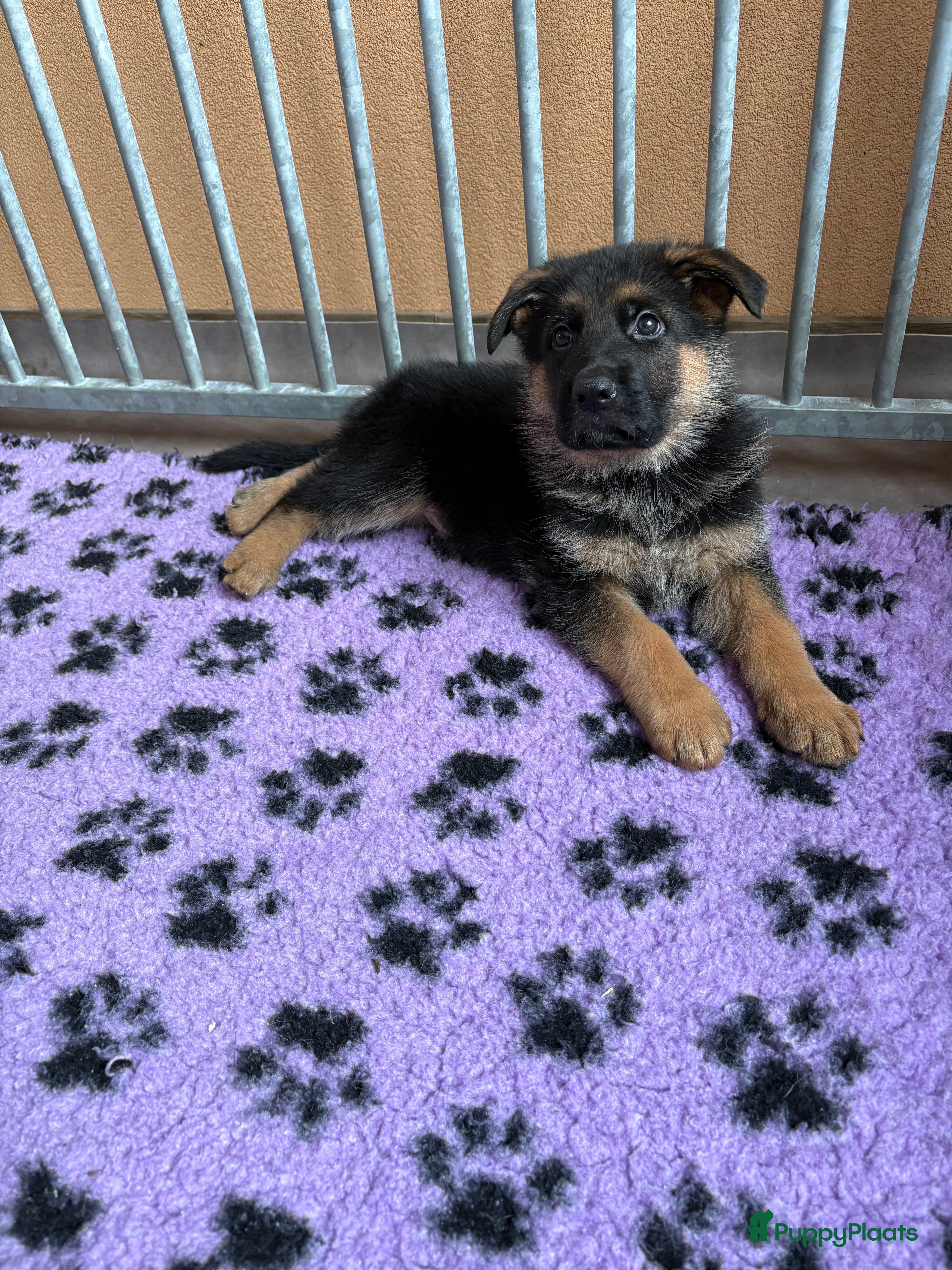 Duitse Herder honden Stamboom duitse herder reutje ouders hd en ed vrij - Advertentie 1