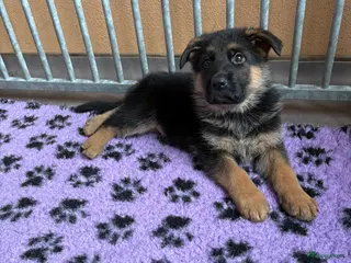 Duitse Herder honden Stamboom duitse herder reutje ouders hd en ed vrij - Advertentie 1