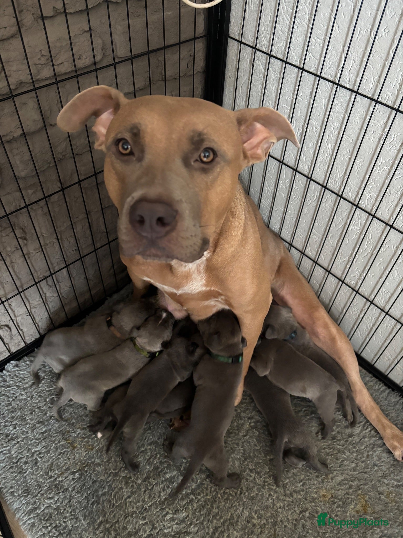 Kruising honden Puppies moeder XL Bully vader Mastino/Pitbull - Advertentie 1