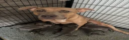 Kruising honden te koop: Puppies moeder XL Bully vader Mastino/Pitbull - Advertentie 1