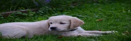 Golden Retriever honden te koop: Golden Retriever pup met stamboom - Advertentie 7