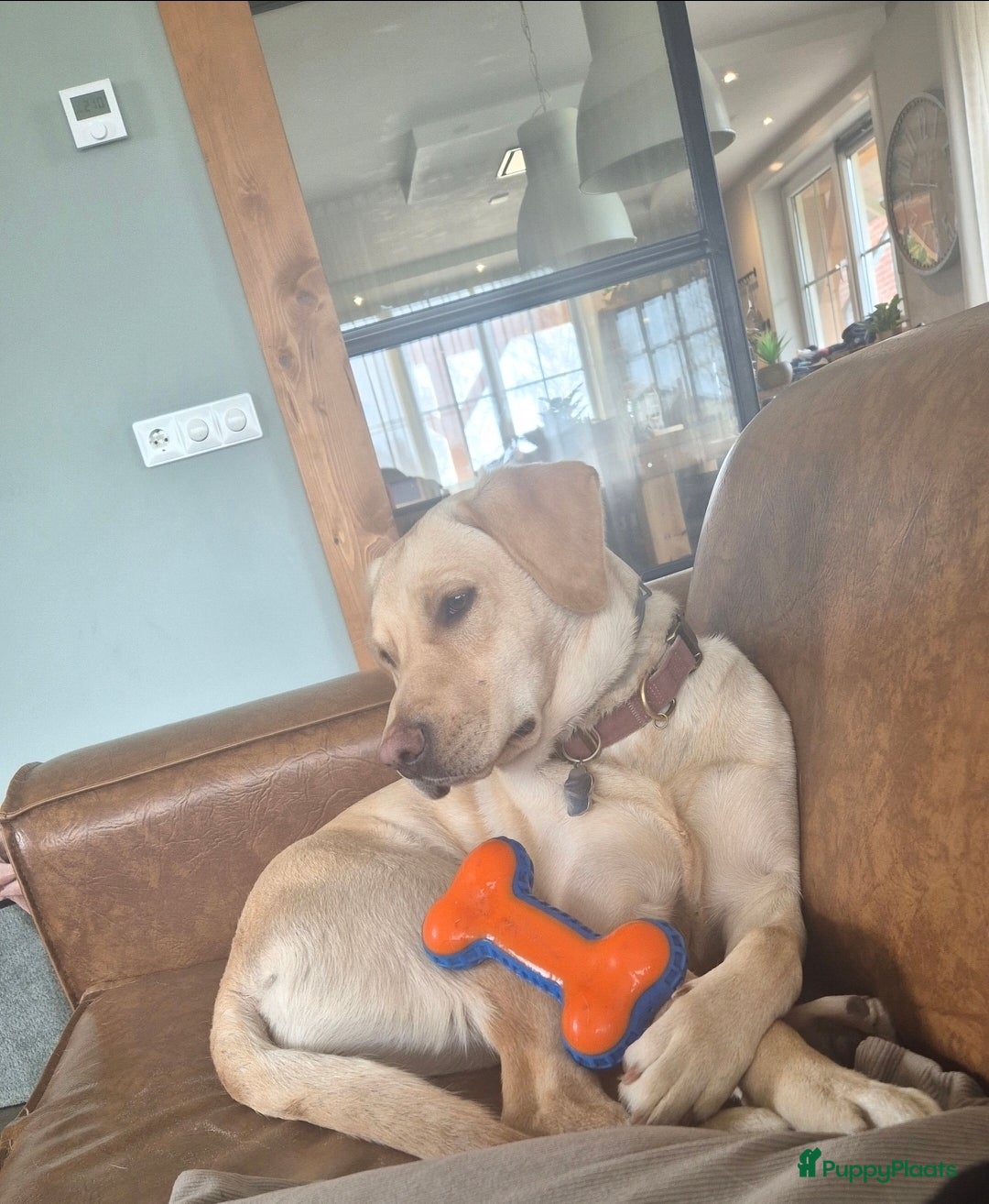 Labrador Retriever honden !!binnenkort!! labrador pups maart 2026 - Advertentie 1