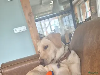 Labrador Retriever honden !!binnenkort!! labrador pups maart 2026 - Advertentie 1