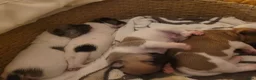 Jack Russel Terriër honden te koop: 4 Jack russel pups te koop in Maastricht - Advertentie 8