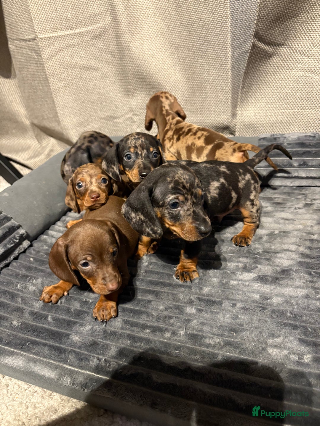 Teckel (korthaar)  honden te koop: Teckel pups opzoek naar gouden mandje. - Advertentie 5