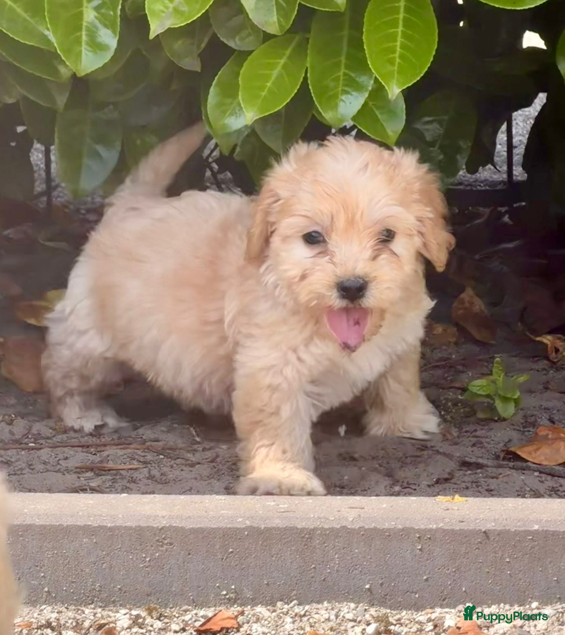 Cockapoo honden te koop: Cockapoo x boomer pups  - Advertentie 2