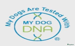 Franse Bulldog honden te koop: Franse bulldog raszuiver FCI (uitgebreid getest)  - Advertentie 13