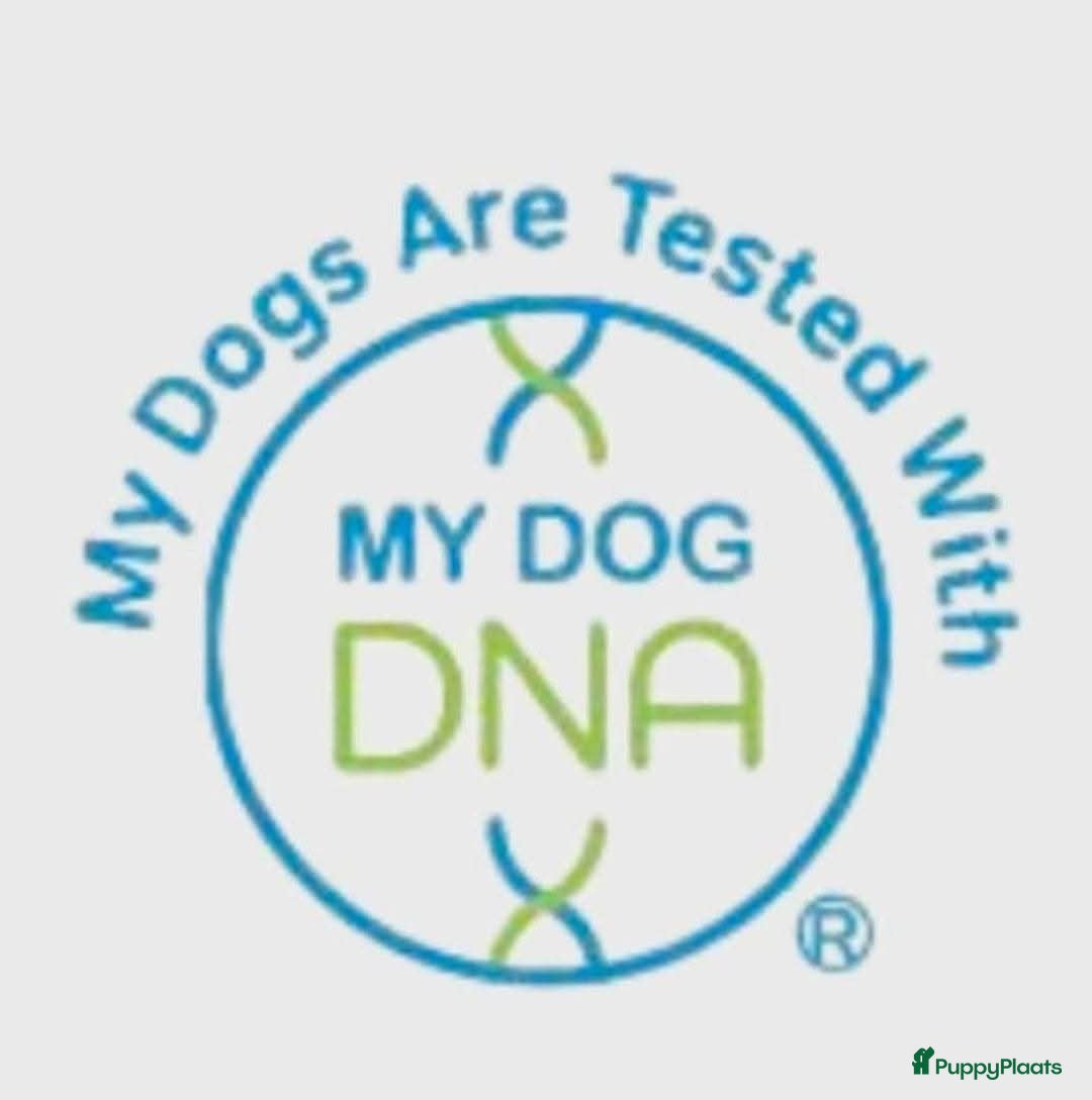 Franse Bulldog honden te koop: Franse bulldog raszuiver FCI (uitgebreid getest)  - Advertentie 13