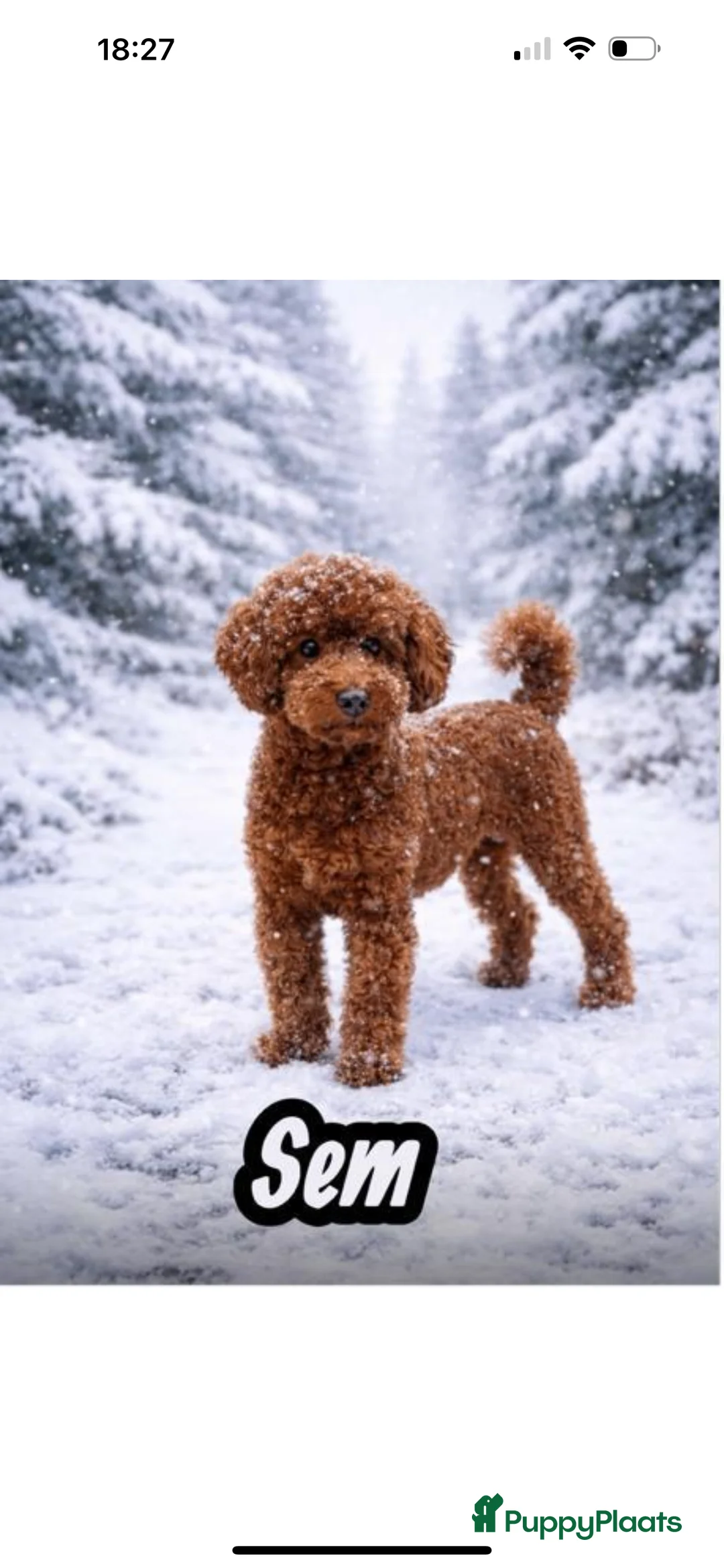 Goldendoodle honden te koop: Prachtige goldendoodle mini s  - Advertentie 9