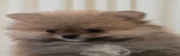 Pomeriaan honden te koop: Pomeriaan pups Nederlandse  - Advertentie 9