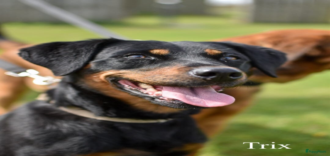 Galerij afbeelding {{count}}