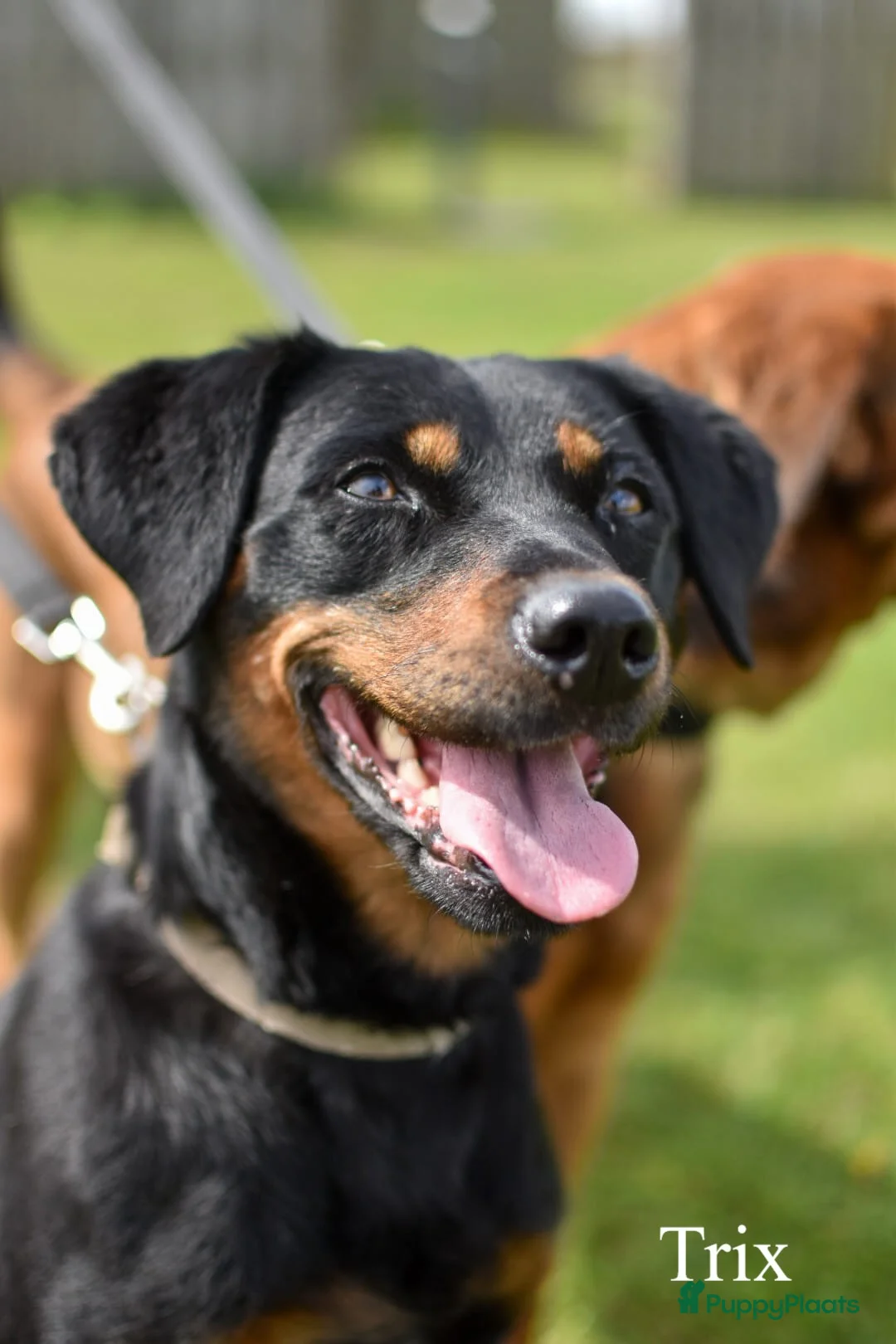 Galerij afbeelding {{count}}