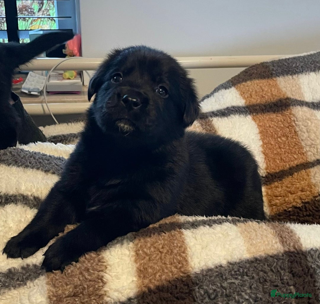 Kruising honden te koop: Mooie boulabjes te koop  - Advertentie 5