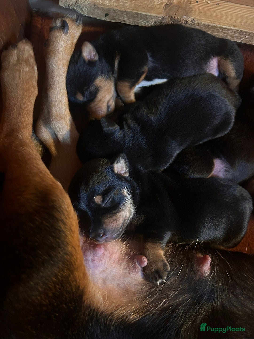 Jack Russel Terriër honden te koop: Mooi nest jack russel pups - Advertentie 8