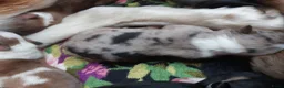 Kruising honden te koop:  Australian Shepherd (75%) x Bordercollie (25%) - Advertentie 5