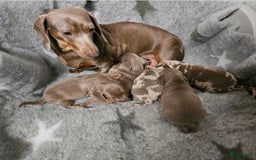 Teckel (korthaar)  honden te koop: De allermooiste dwergteckel pupjes!! - Afbeelding 29