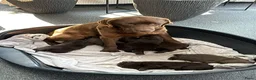 Labrador Retriever honden te koop: Prachtige bruine Labrador pups te koop  - Advertentie 3