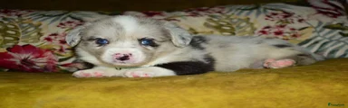 Welsh Corgi Cardigan Puppy 2