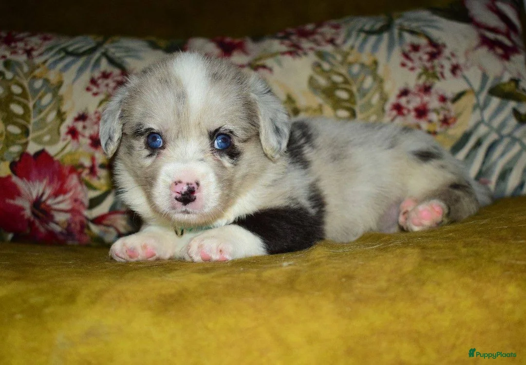 Welsh Corgi Cardigan honden te koop: Welsh Corgi Cardigan pups, in Amsterdam - Advertentie 4