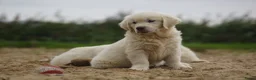 Golden Retriever honden te koop: Golden Retriever Pups met Stamboom. - Advertentie 14