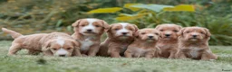 Kruising honden te koop:  Prachtige rood/apricot Medium Doodle pups  - Advertentie 1
