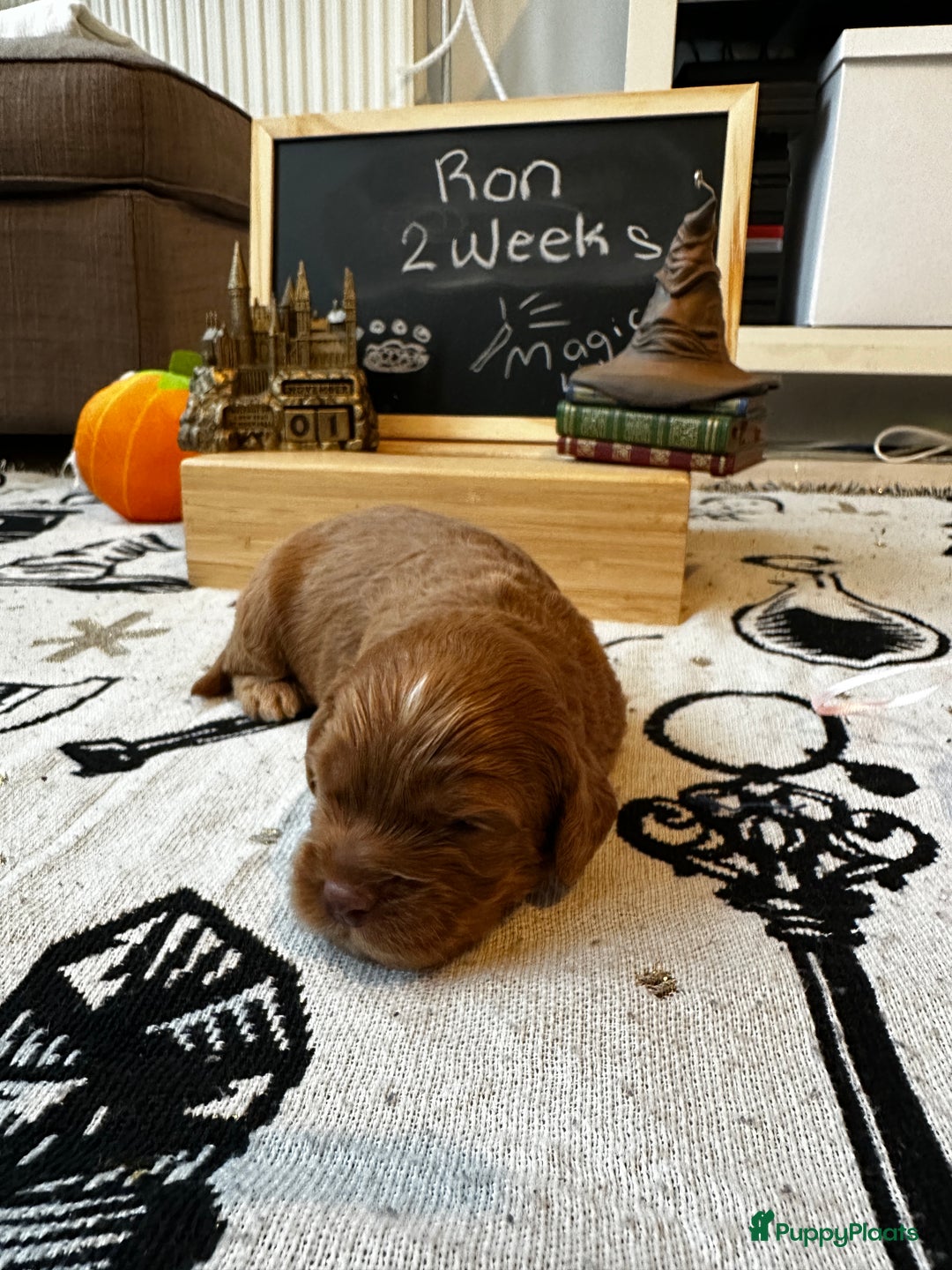 Cockapoo honden te koop: Health-Checked Mini Cockapoo Litter - Advertentie 18