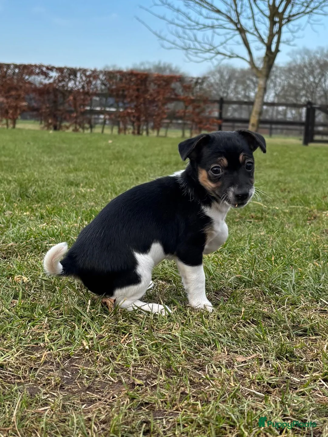 Jack Russel Terriër honden te koop: Jack Russel pup teefje - Advertentie 10