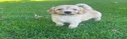 Labradoodle honden te koop: Labradoodle mini pups F3 reutjes blond/abrikoos - Advertentie 2