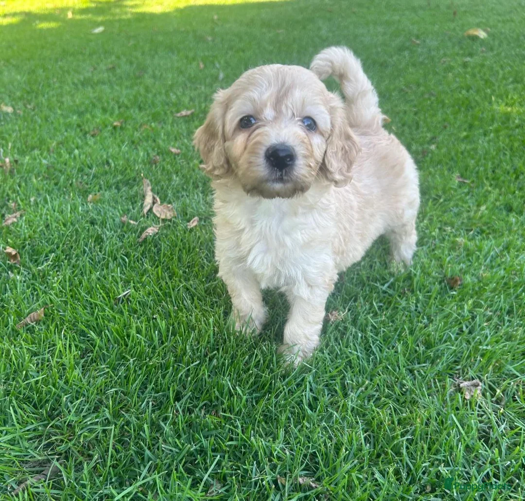 Labradoodle honden te koop: Labradoodle mini pups F3 reutjes blond/abrikoos - Advertentie 2