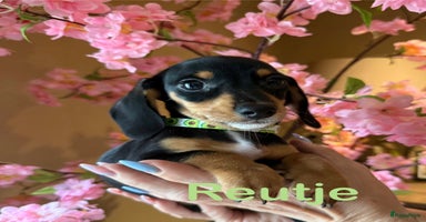 Kruising honden - Advertentie 14