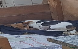 Kruising honden te koop: Jack Russell terriër kruising met pomeriaan reu in Eemnes - Afbeelding 18